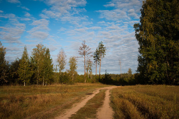 Obraz premium Autumn forest sunny