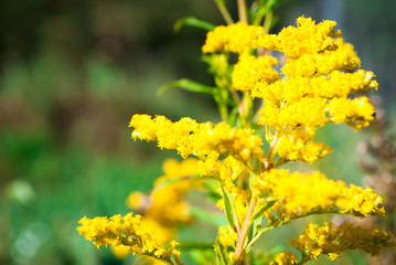Obraz premium yellow flowers blossom