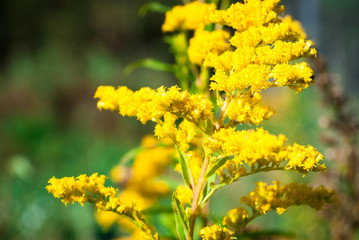 yellow flowers blossom