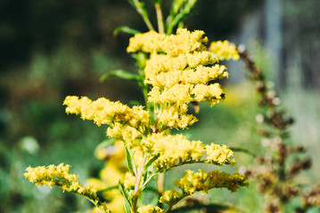 yellow flowers blossom