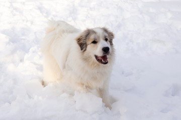 Horizontal shot of excited Pyrenean Mountain Dog with mouth open romping in fresh snow