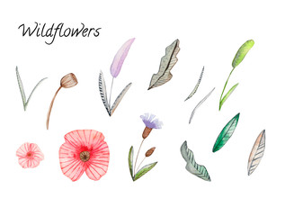 Set of watercolor wildflowers 