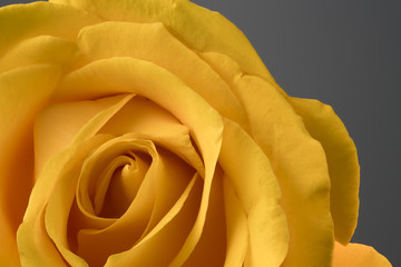 rose flower yellow close-up macro photo wallpaper