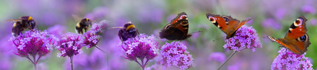 bumblebees and butterflies on the garden flower - macro photo