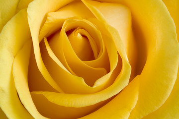 rose flower yellow close-up macro photo wallpaper