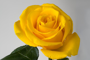 yellow rose flower on white background with green leaves