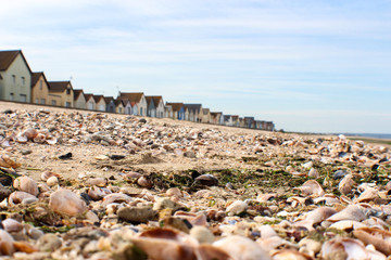 Fototapeta na wymiar seashells at beach, normandie. 