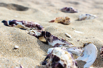 seashells, close up.
