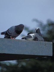 a pair of pigeons that are making out.