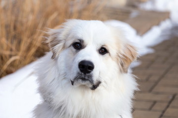 Horizontal closeup of gorgeous Pyrenean Mountain Dog staring intently with head cocked against soft...