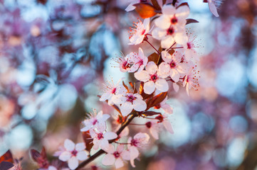 Fioritura primaverile