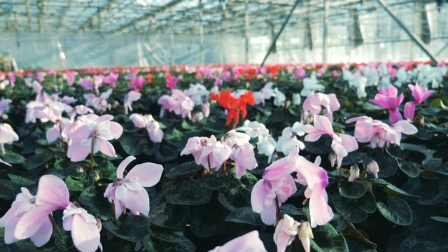 Pink and red cyclamen growing in one greenhouse.
