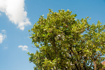 tree and blue sky