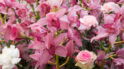 Beautiful wallpaper with plenty of pink orchids