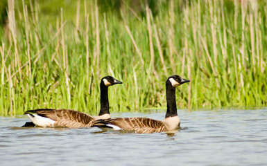 Obraz premium two geese swimming together