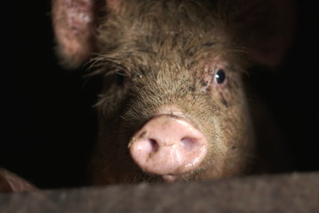 dirty pig face focus © taraskobryn