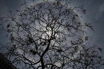  The solar halo is seen in the city of Campinas (SP)