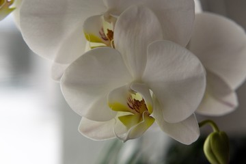 Naklejka na ściany i meble Orchid flower blooming. Slovakia