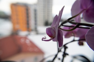 Orchid flower blooming. Slovakia © Valeria