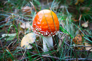 Red poisonous Fly Agaric mushroom in forest
