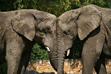 Fototapety  Zakochane słonie