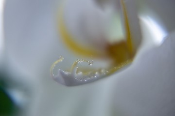 Water drops on the orchid flower. Slovakia