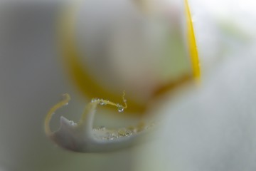 Water drops on the orchid flower. Slovakia