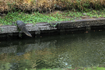 Waran in Bangkok Thailand Asien