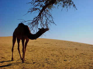 Camel in the Thar