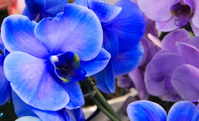 Fototapeta na wymiar Blue and purple orchids in close up