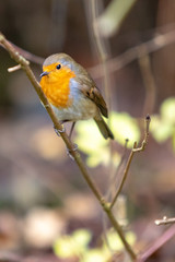 robin