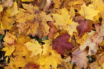 autumn leaves background