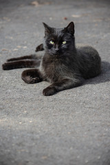 Naklejka na ściany i meble vertical orientation shot of an isolated young black cat laying on the pavement