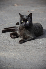 vertical orientation shot of an isolated young black cat laying on the pavement