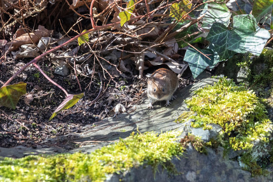 Haselmaus auf der Lauer