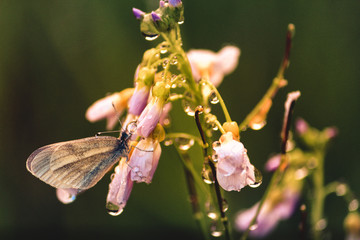 A butterfly sits on a flower.