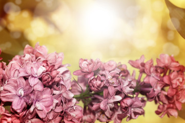 Beautiful spring mood natural background. A branch of lilac on a bright yellow background. A spring image with space for your text.