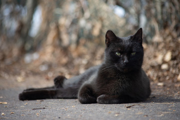 landscape orientation shot of young black cat laying on the pavement outside on a gray day 