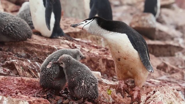 Chinstrap penguin playing with chicks in Antarctica close up.