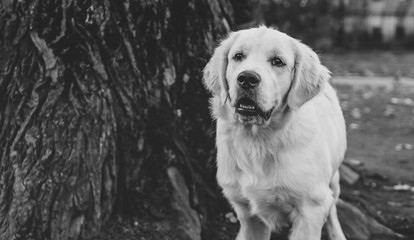 close portrait of a golden retriever puppy horizontal black and white