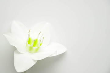 Delicate flower with ticles on a pure white background. Blooming lily bud. Royal flower Background for the site. Flower shop. Greeting wedding card.
