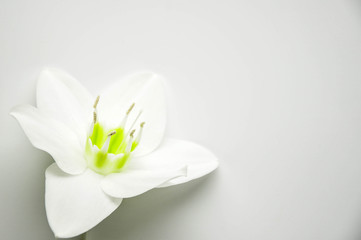 Delicate flower with ticles on a pure white background. Blooming lily bud. Royal flower Background for the site. Flower shop. Greeting wedding card.