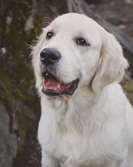 close portrait of a calm golden retriever puppy vertical