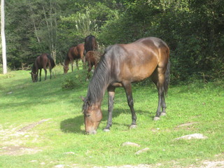Horses on the green meadow.