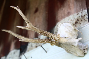 Horns of deer