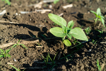 Sunflower seedling green small grew from ground on field