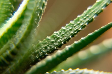 Detail of aloe vera or haworthia plant. Slovakia