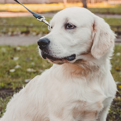 a portrait of a golden retriever puppy looking to the left square