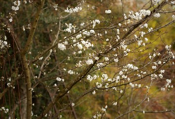 floraison