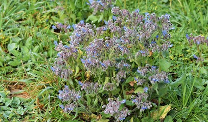 bourrache officinale